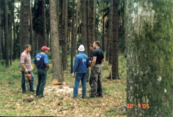 http://www.jormannsdorf.at/ff/bildergalerie/cache/vs_2005%20Maibaum_Scannen0009.jpg